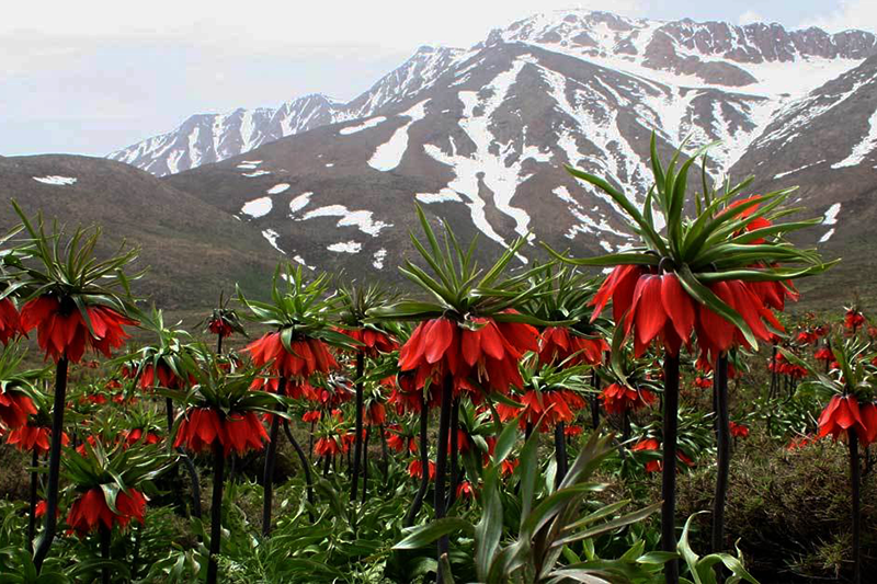 Iran Nomads Tour- Experience nomadic life and travel with them