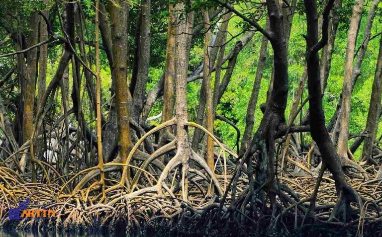 11Hara mangrove forest Iran Qeshm island attraction