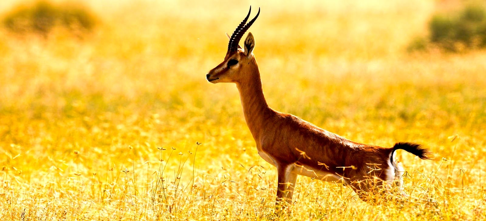 11Chinkara in iran deserts