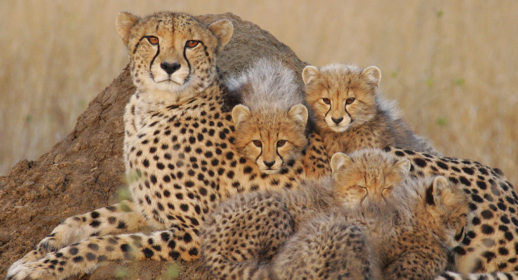 11iran desert animal-Iranian-cheeta-travelartin.com_