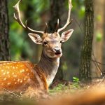 wild-life-iran-travel