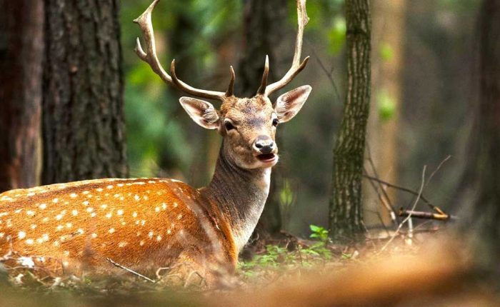 wild-life-iran-travel