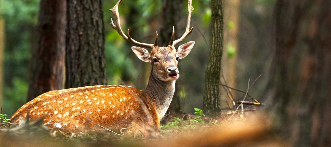 wild-life-iran-travel