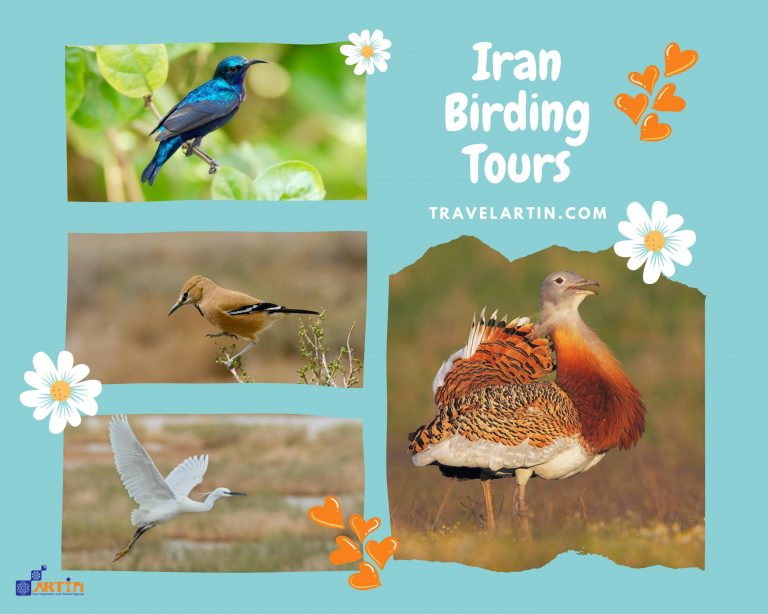 11birding in Iran travel and tour travelartin.com