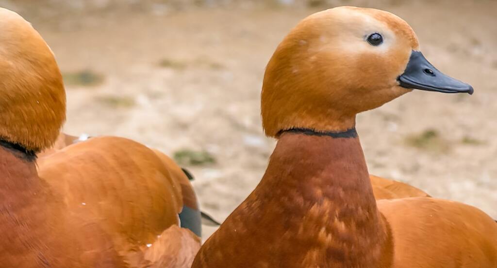 11Birding in Iran travelartin.com